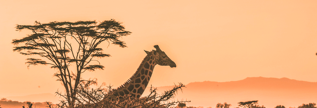 Kombinera safari och Zanzibar – giraff på savannen i Tanzania