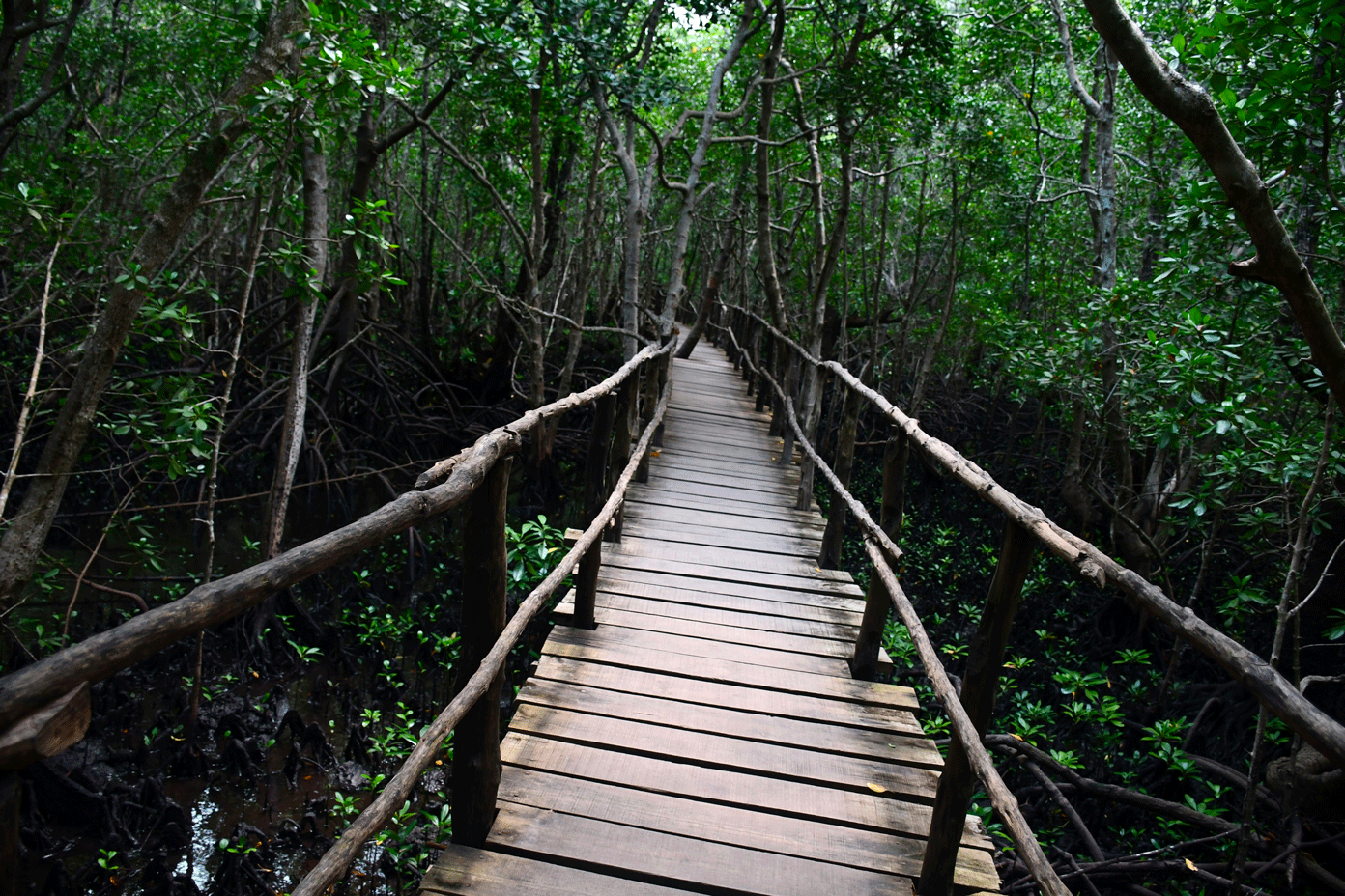 Jozani Forest Zanzibar