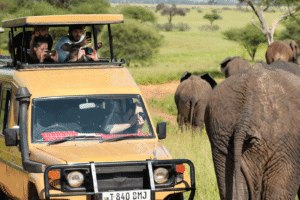 zanzibar-och-safari
