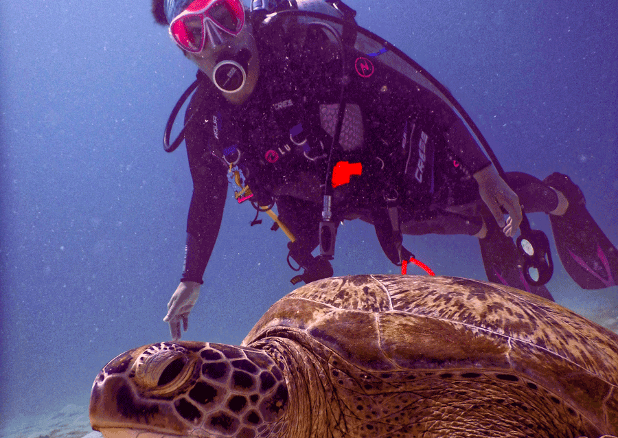 https://www.zanzibar-experiences.se/wp-content/uploads/2026/03/dykning_mnemba.png