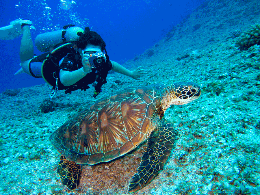 Nungwi strand och havssköldpaddor
