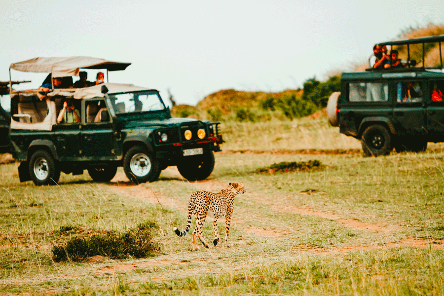 Landskap och djurliv på safari från Zanzibar till Nyerere