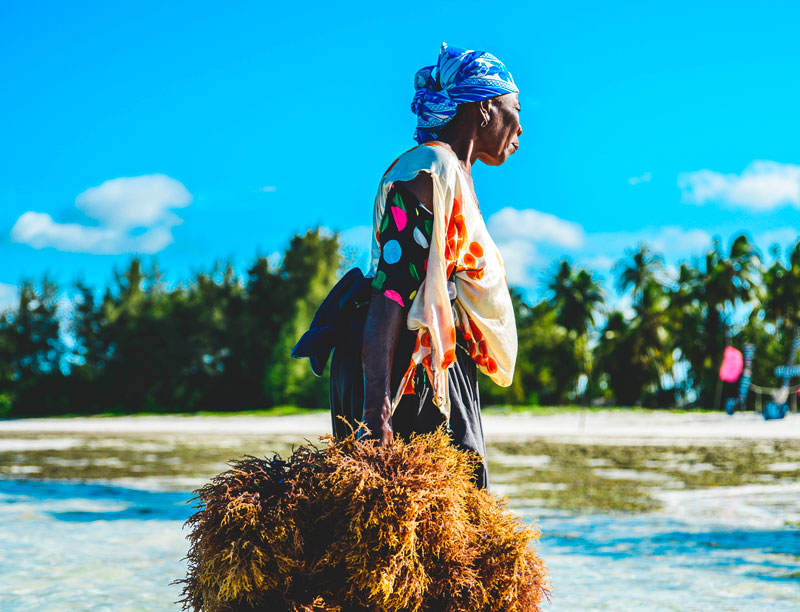 Grön och tropisk natur på Zanzibar under regnperioden i november