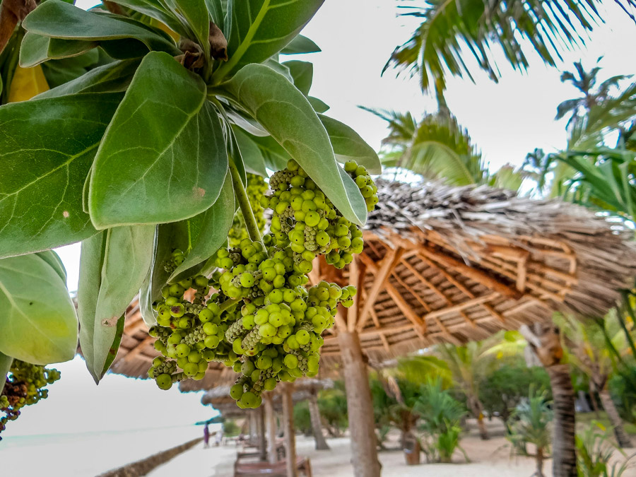 Zanzibar i december – vit strand och turkost hav, en varm flykt från den svenska vintern